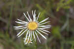 Thistleleaf aster